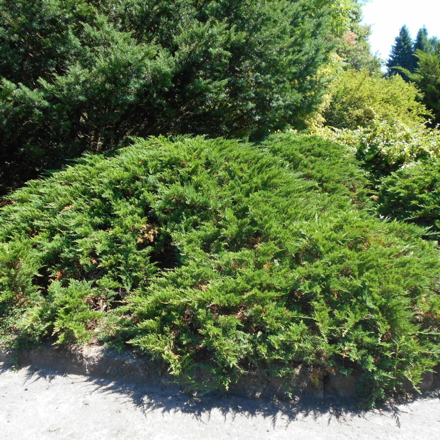 Juniperus sabina "Tamariscifolia"