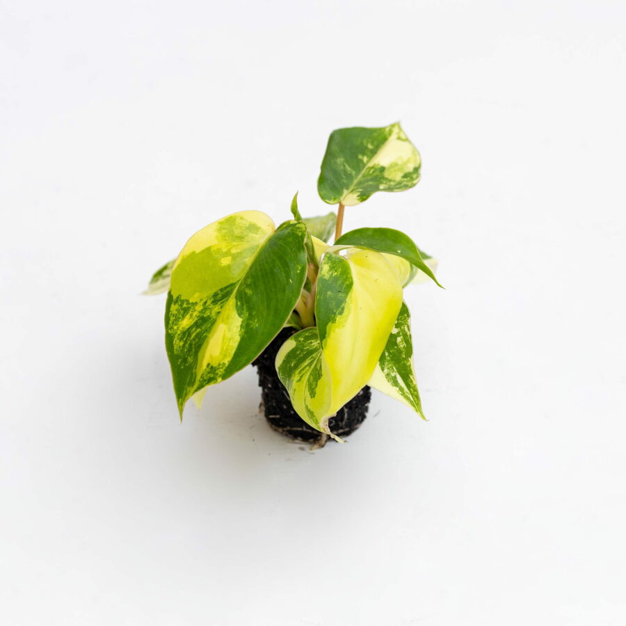 Philodendron burle-marxii "Variegata" Baby Plant