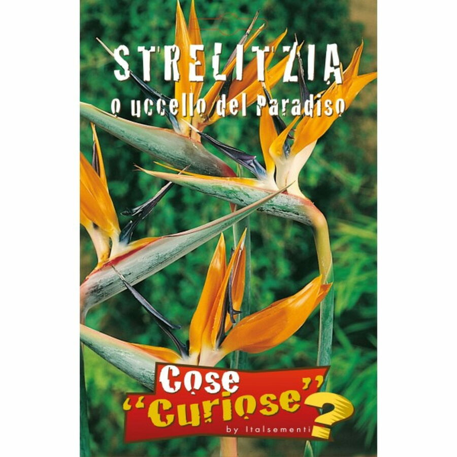 Strelitzia reginae (Semente)