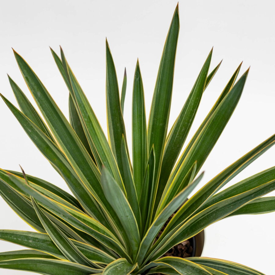 Yucca gloriosa "Variegata"