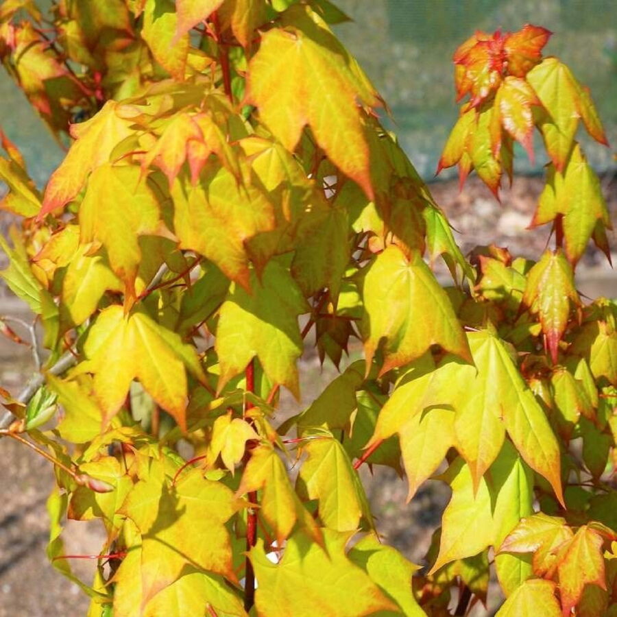 Acer cappadocicum "Aureum"