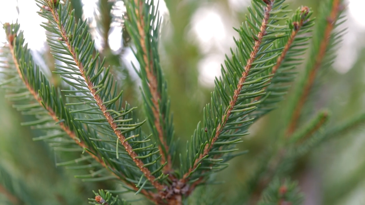Dettaglio di alcuni rami dell'albero di Natale, la Picea abies “Excelsa”