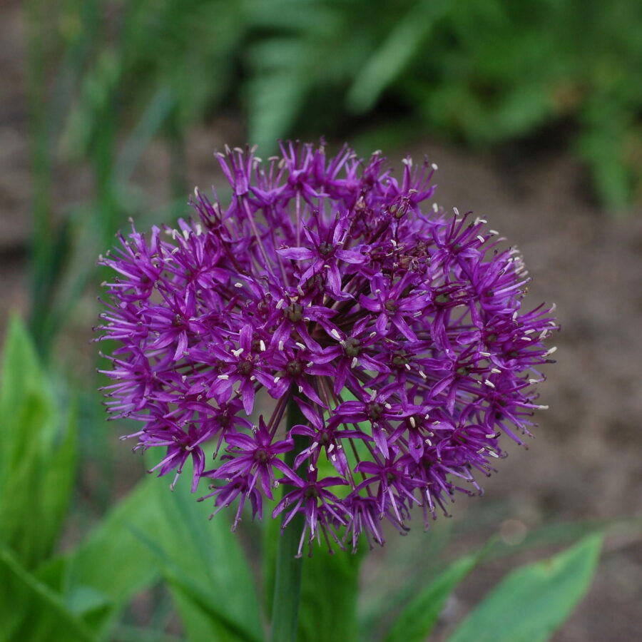 Allium "Purple Sensation"