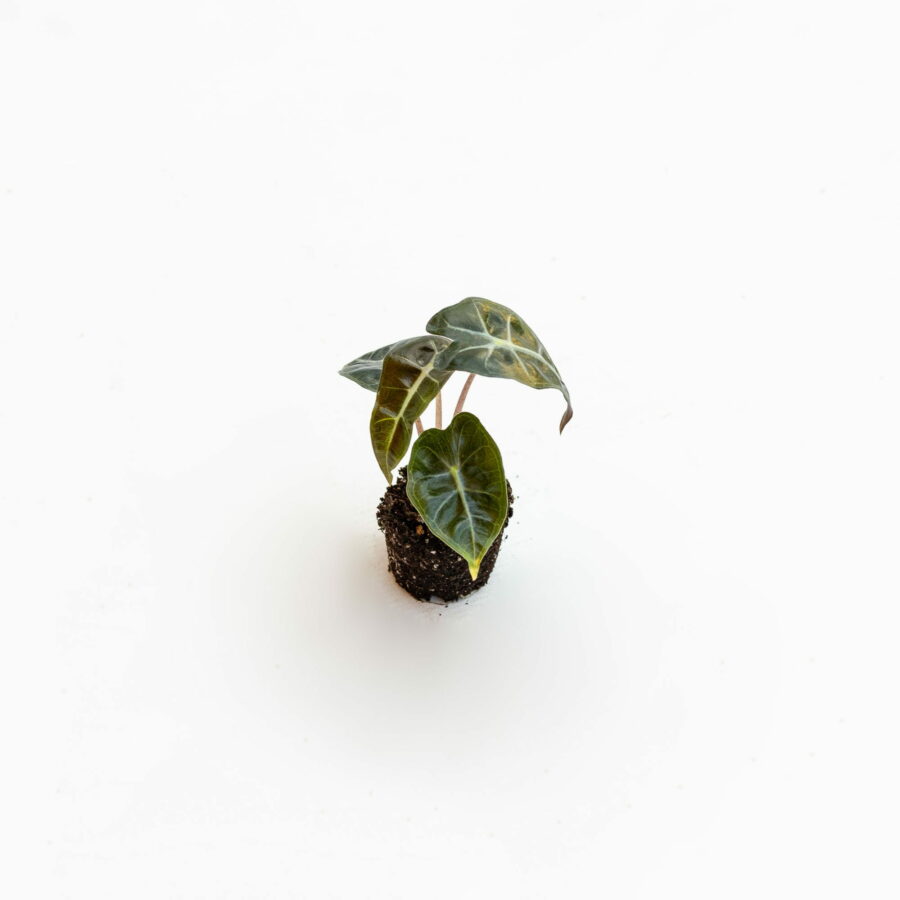 Alocasia x amazonica "Polly" Baby Plant