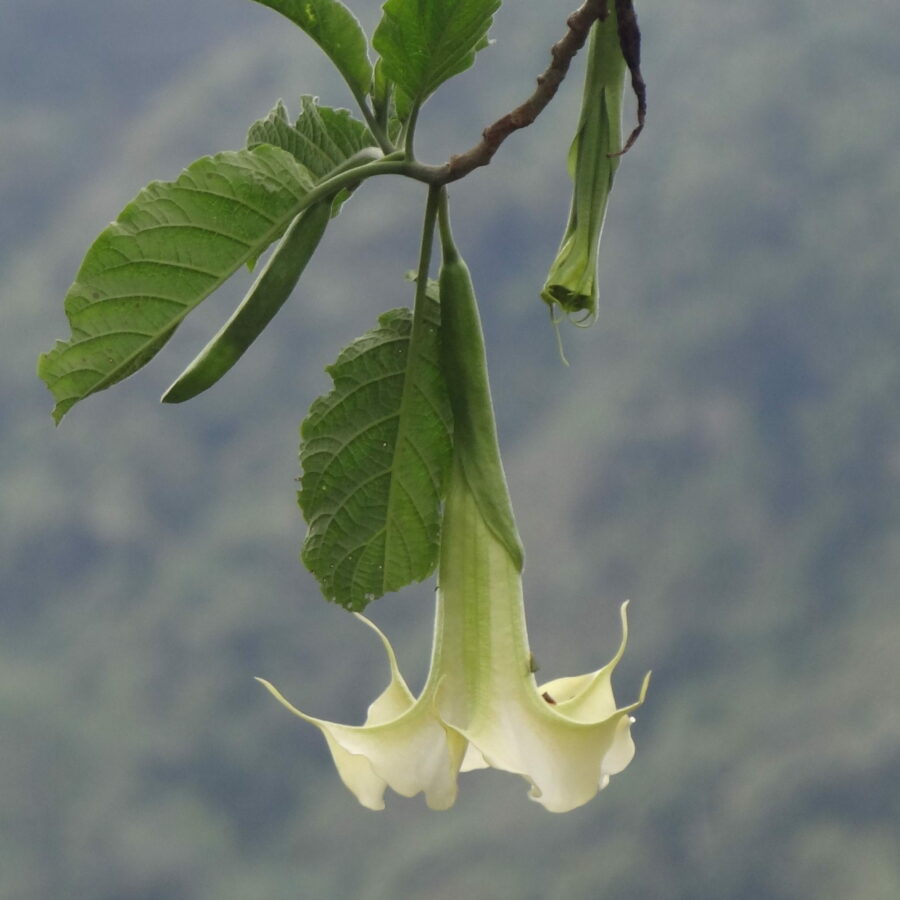 Brugmansia arborea "Bianco"