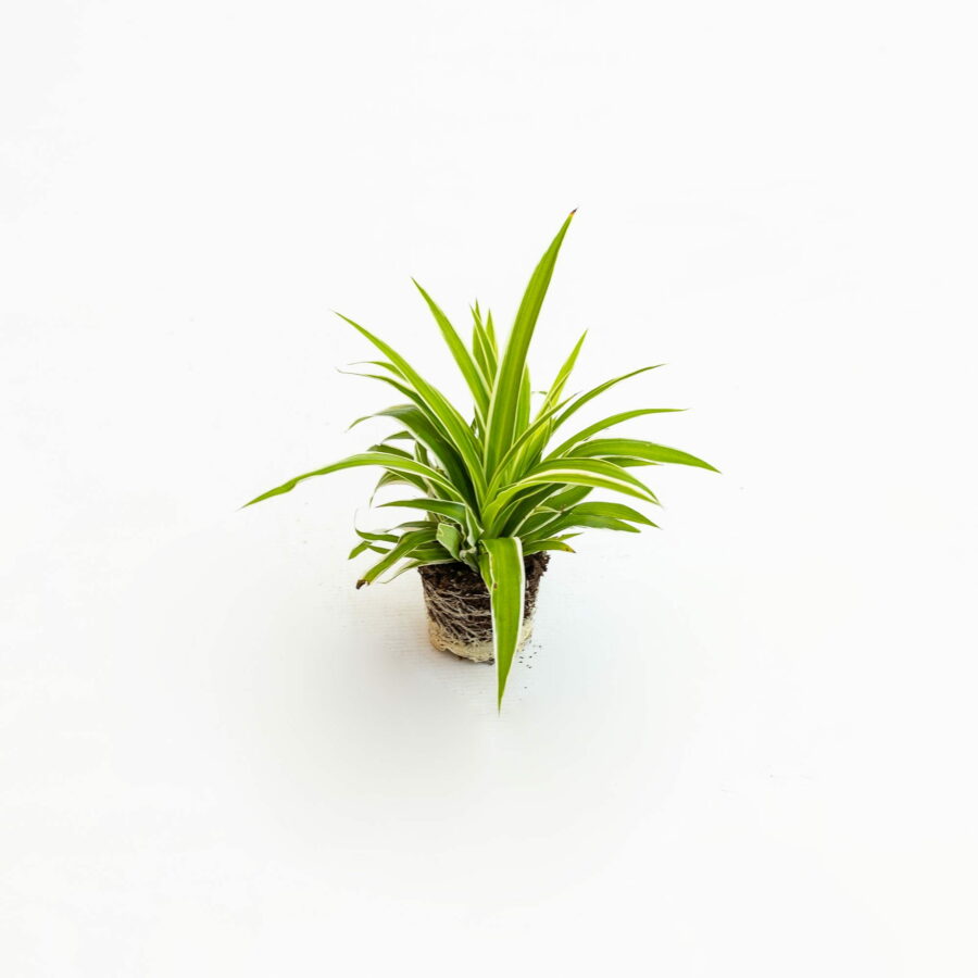 Chlorophytum comosum "Vittatum" Baby Plant