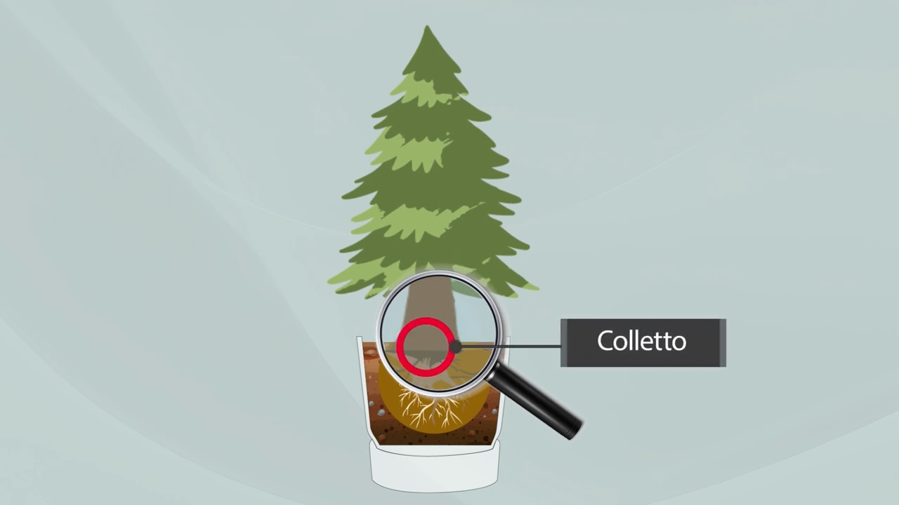 Grafica stilizzata che mostra la posizione del colletto in una pianta di vaso di Picea abies “Excelsa”