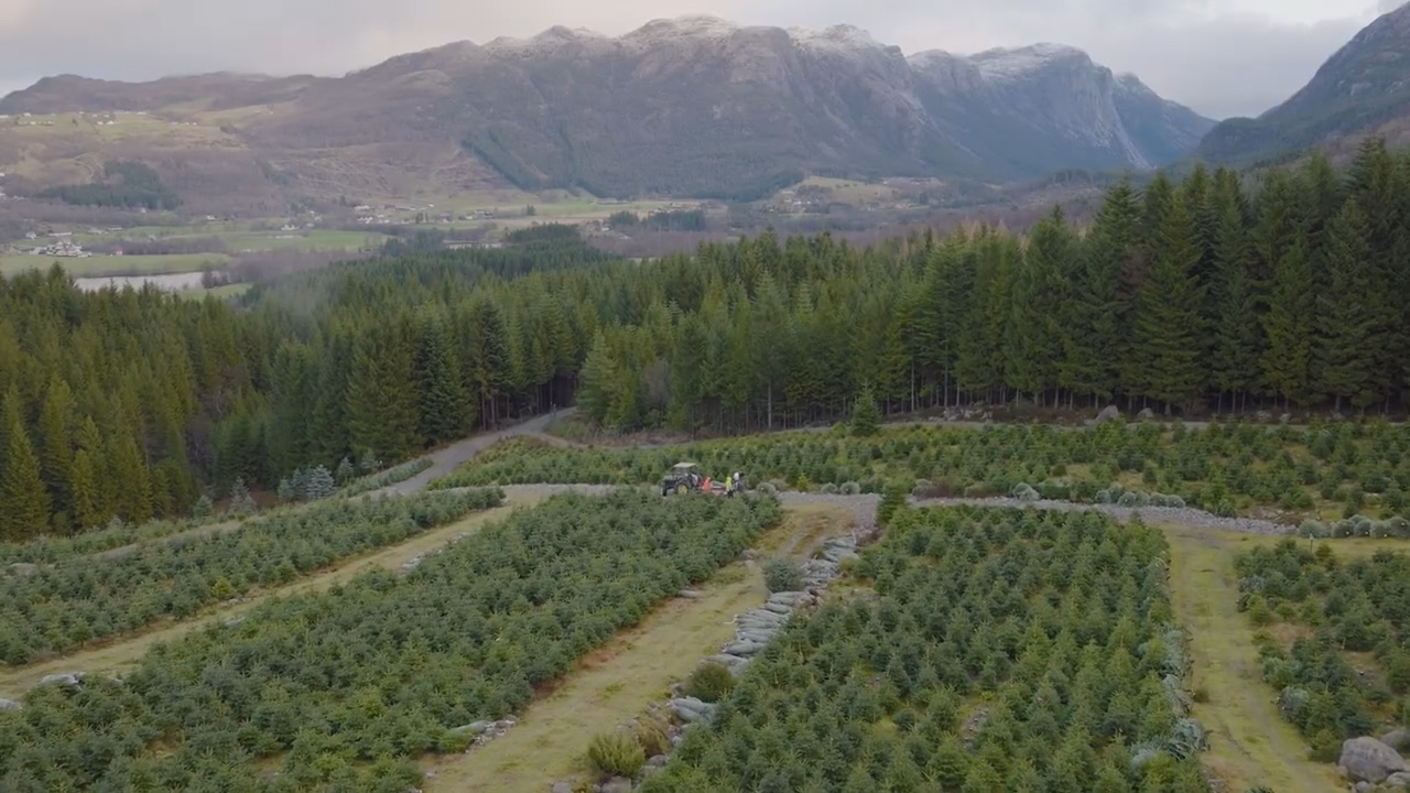 Campo di coltivazione di alberi di Natale, molto grande, posto fra i monti
