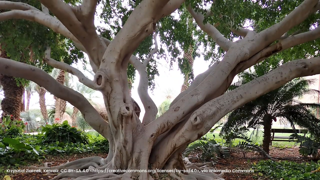 Albero di Ficus benjamin in natura