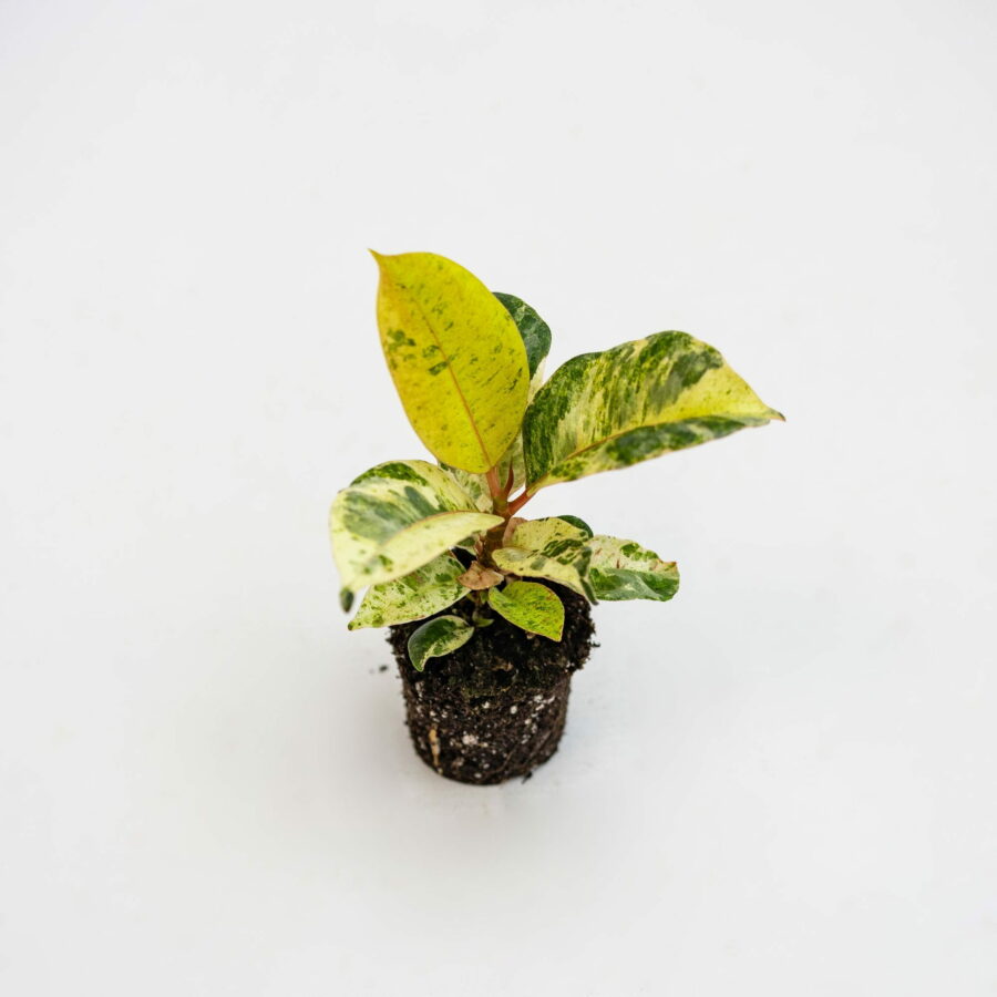 Ficus elastica "Shivereana" Baby Plant
