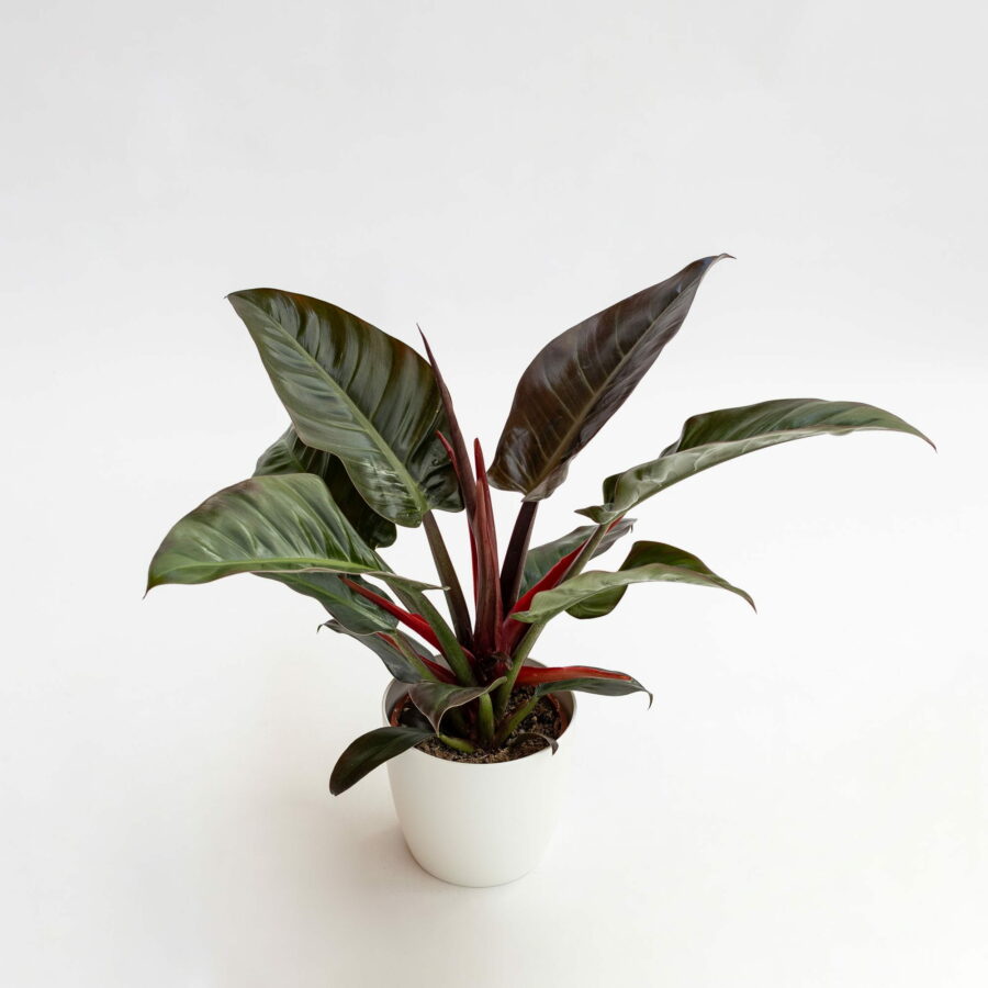 Philodendron "Imperial Red"