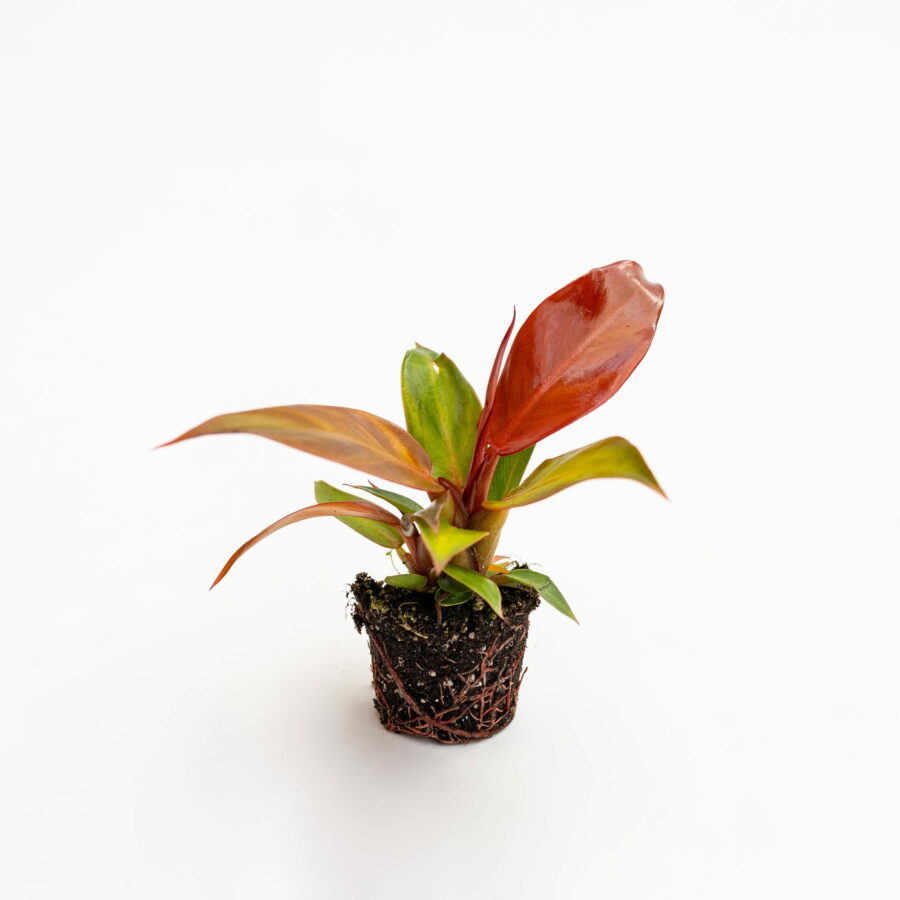 Philodendron "Red Sun" Baby Plant