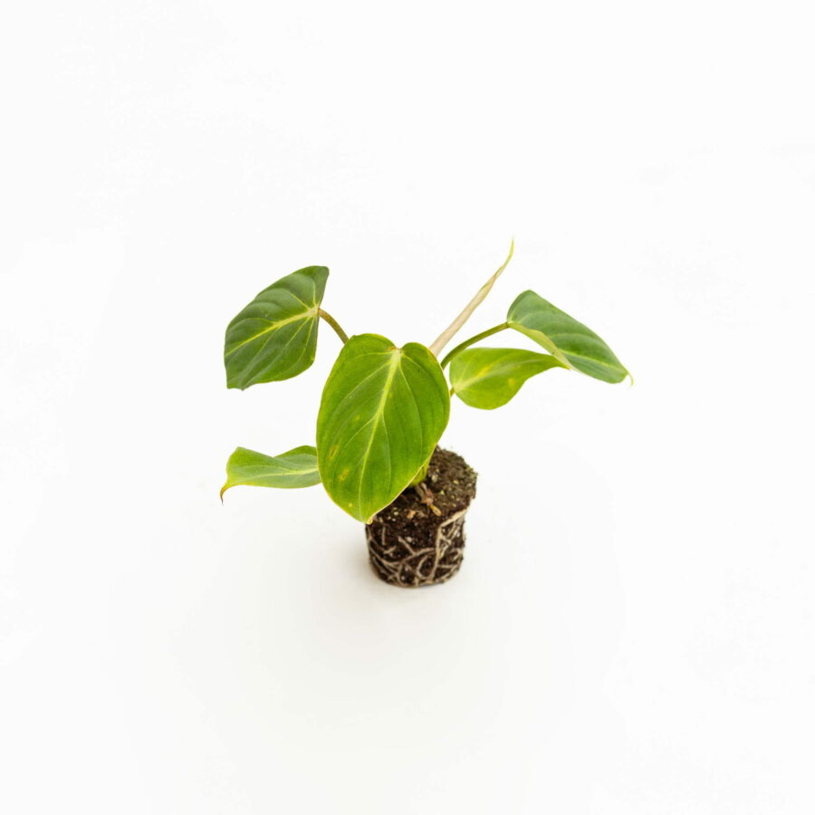 Philodendron gloriosum Baby Plant