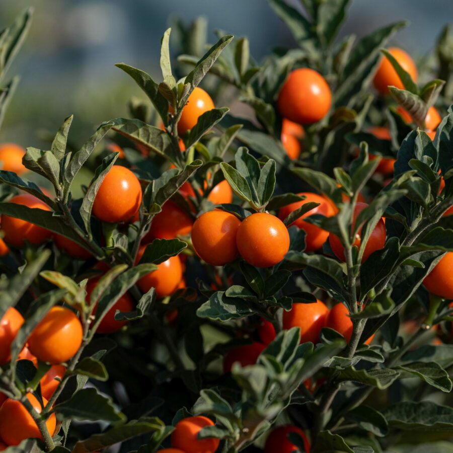 Solanum pseudocapsicum "Megaball"