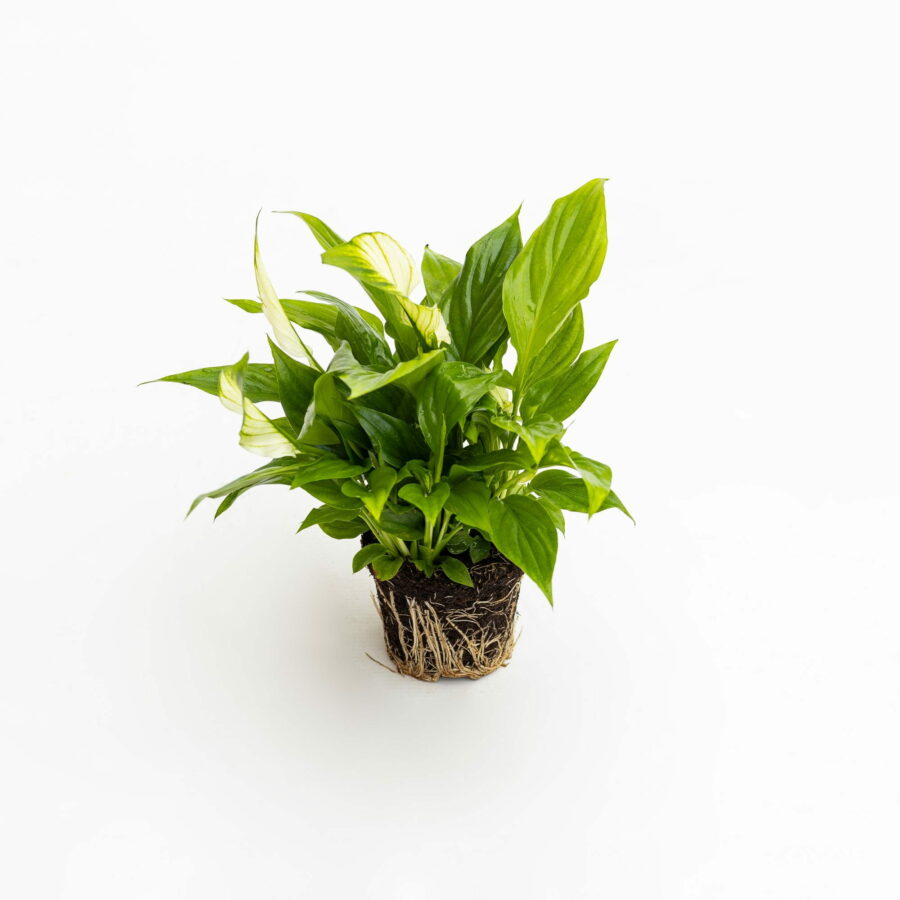 Spathiphyllum wallisii Baby Plant