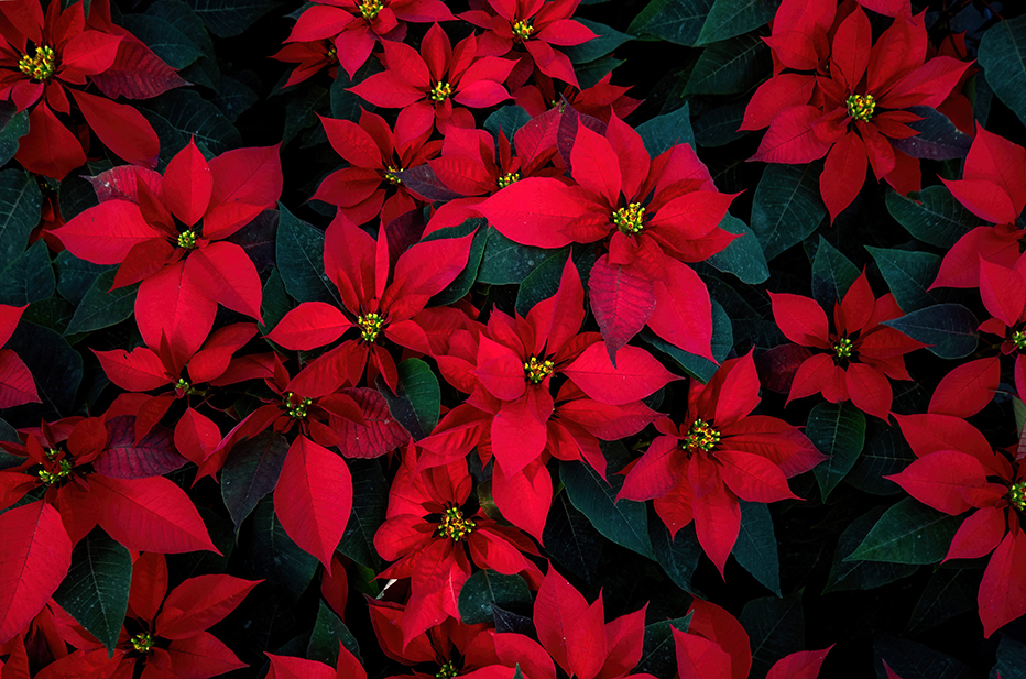 Molteplici fiori della Stella di Natale, con brattee rosse