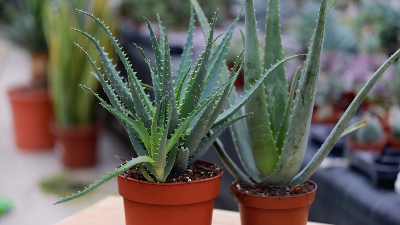 Due piante di Aloe in vaso