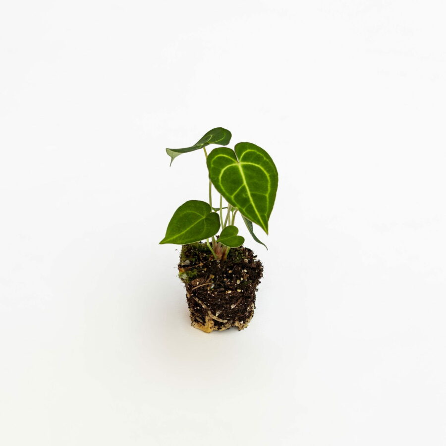 Anthurium clarinervium Baby Plant