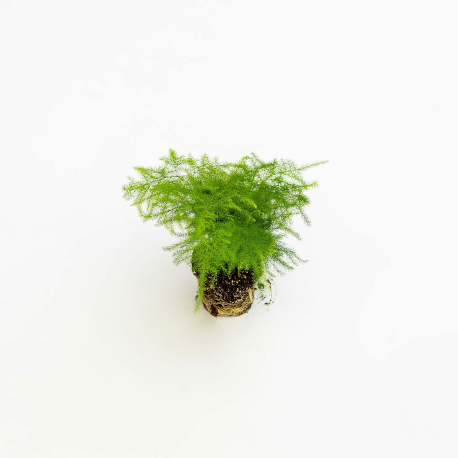 Asparagus setaceus Baby Plant