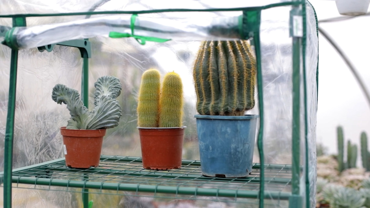 Tre Cactaceae in serra fredda