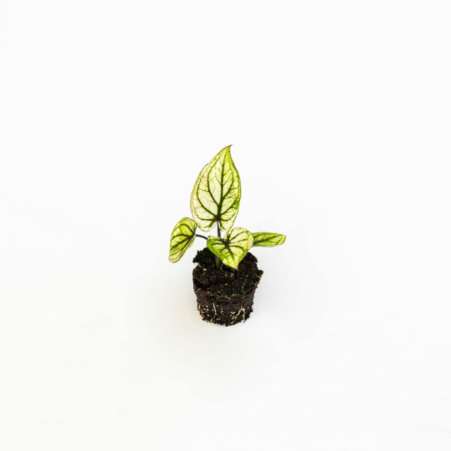 Caladium "Pliage" Baby Plant