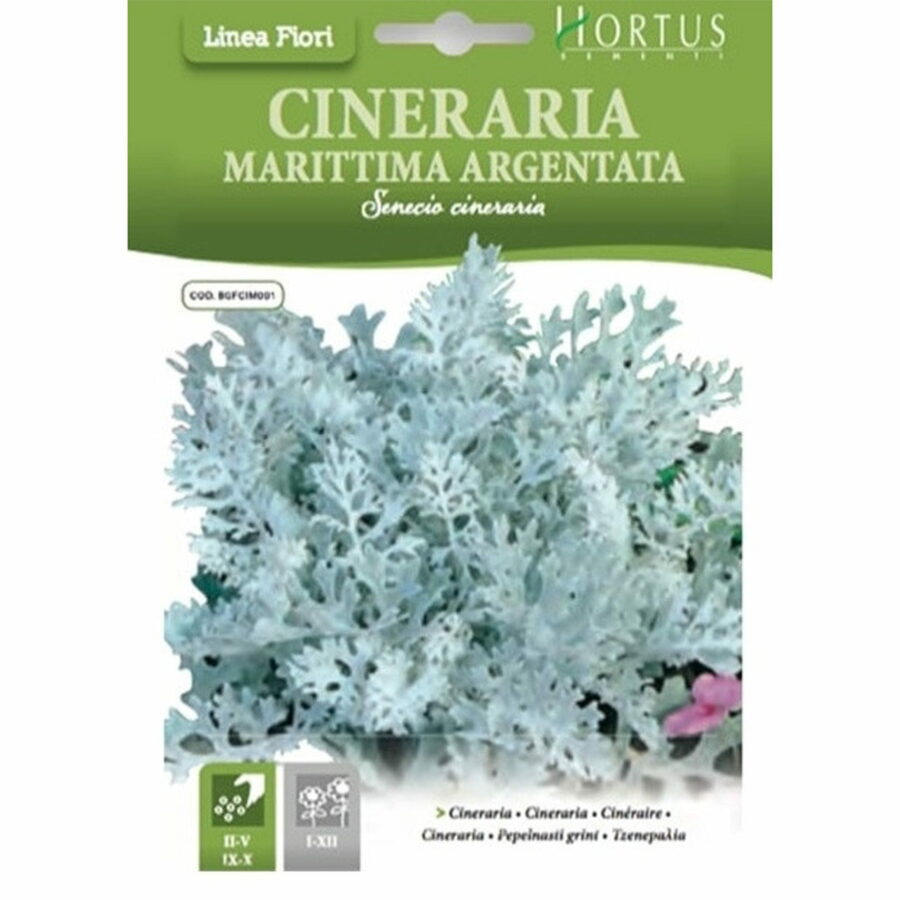 Cineraria marittima argentata (Semente)