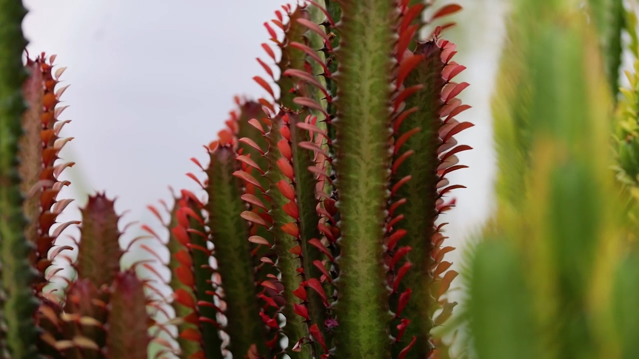Piante di Euphorbia trigona f. rubra