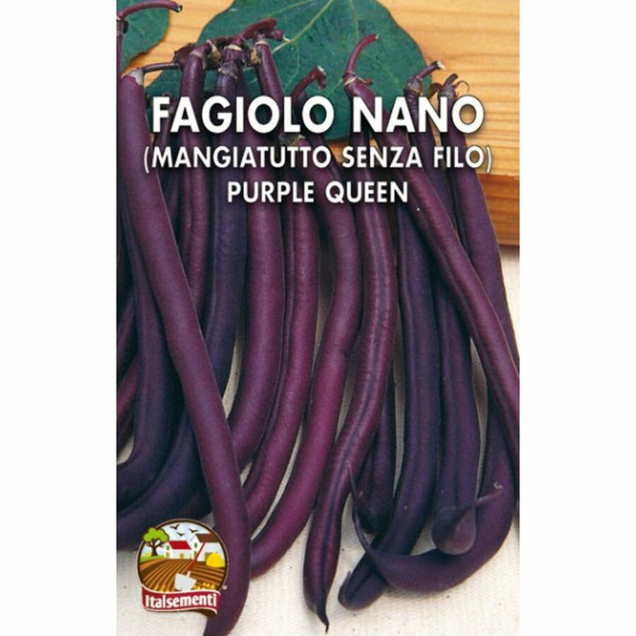 Fagiolo nano Purple Queen (Semente in scatola gr 200)