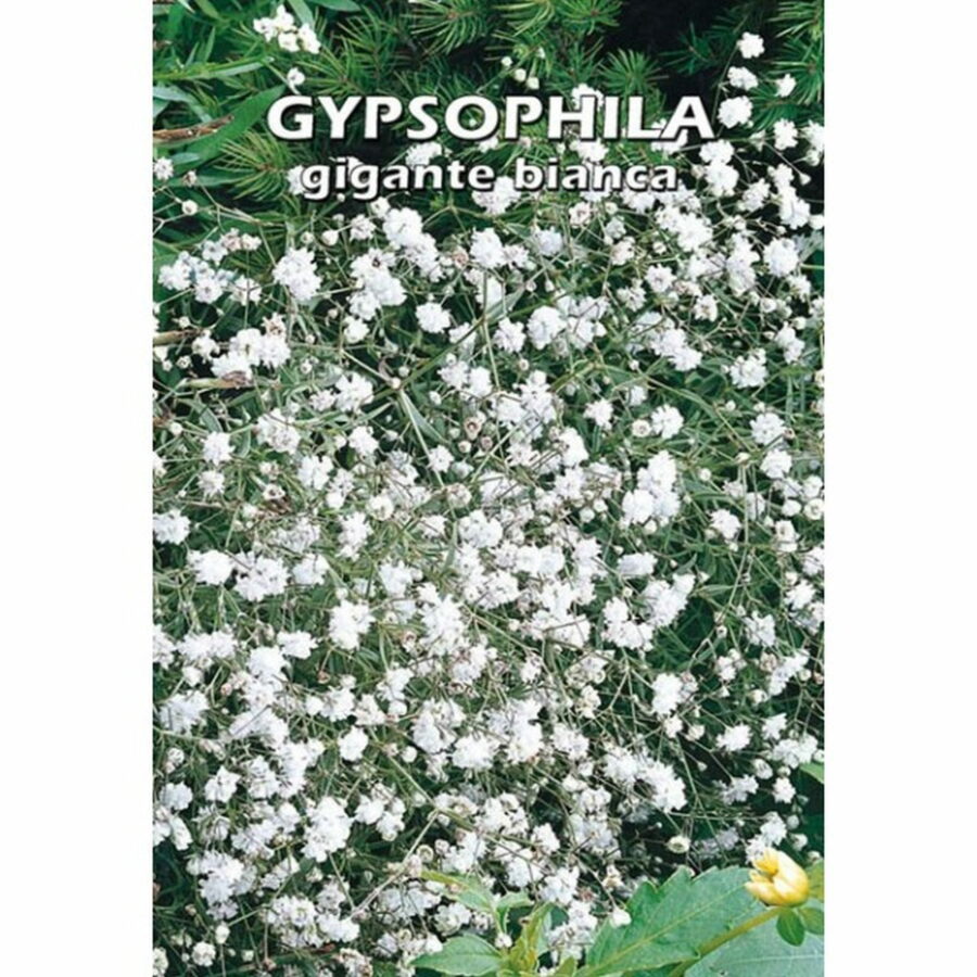 Gypsophila gigante bianca (Semente)
