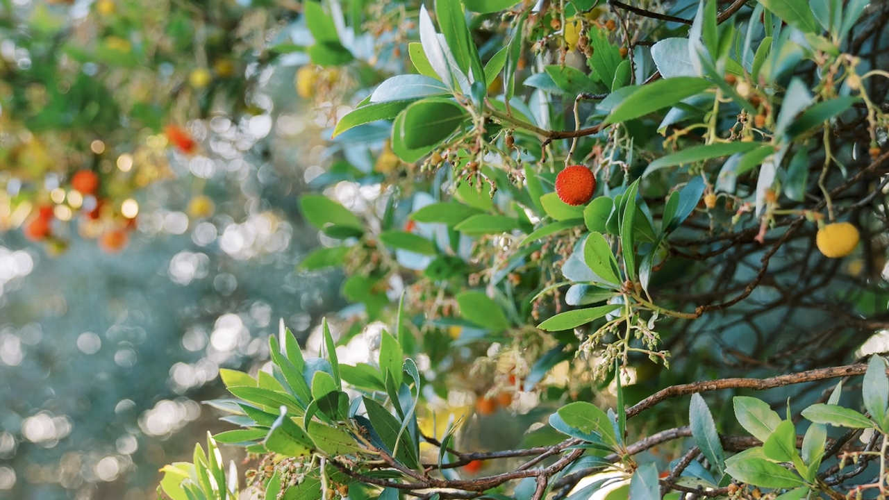 Pianta di corbezzolo col frutto rosso, i fiori bianchi e le foglie verdi