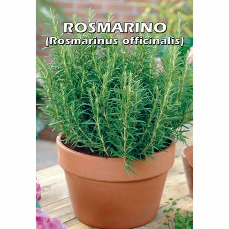 Rosmarinus officinalis (Semente)