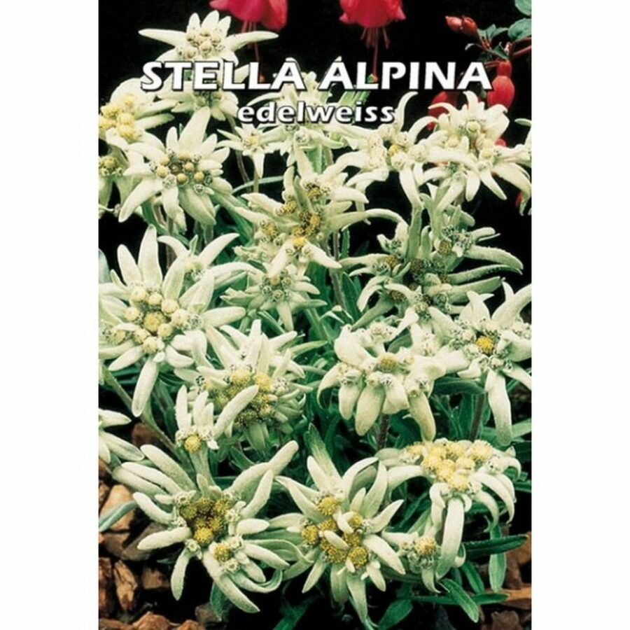 Stella alpina (Semente)