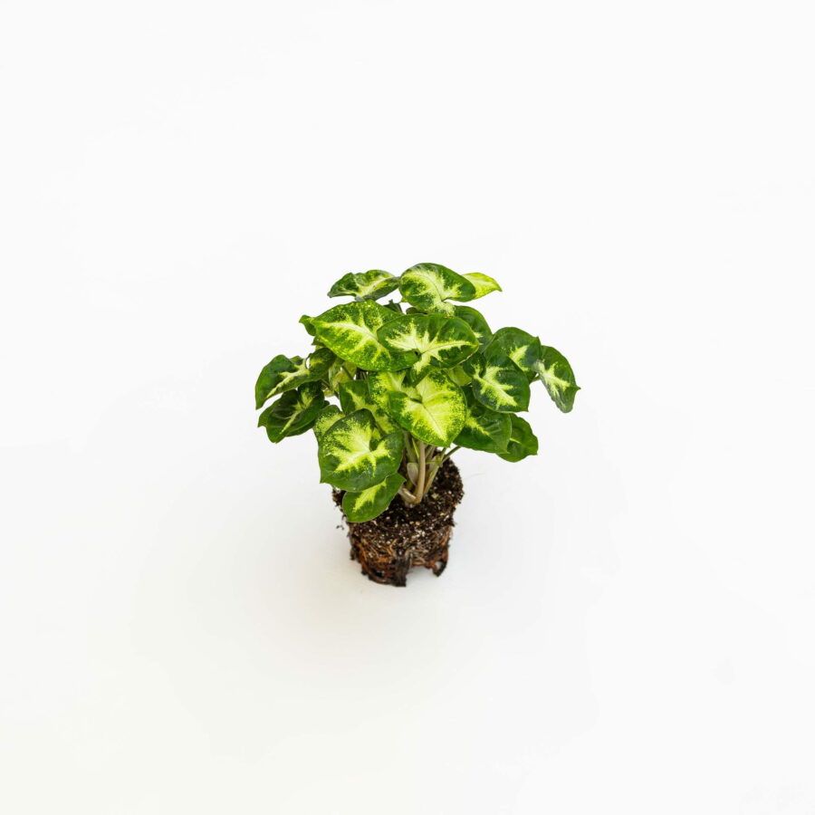 Syngonium "Pixie" Baby Plant