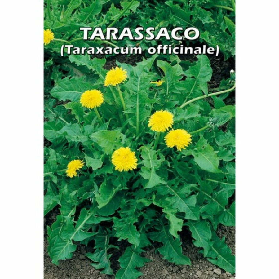 Tarassaco (Semente)