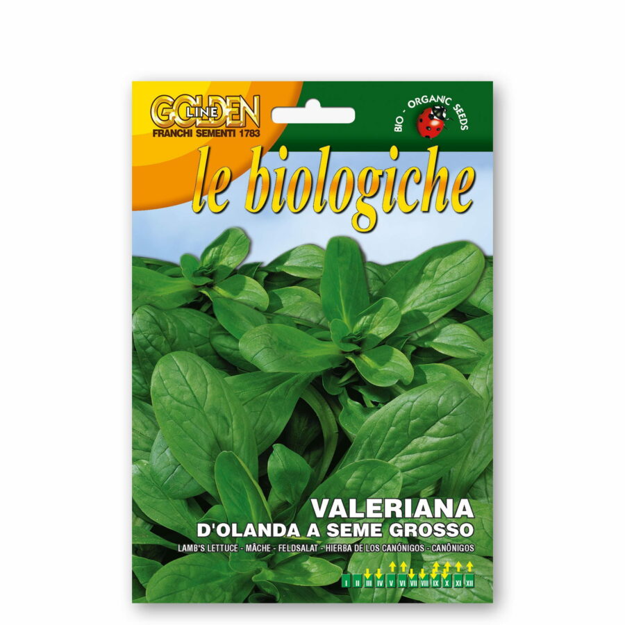 Valeriana d'Olanda a seme grosso (Semente biologica)