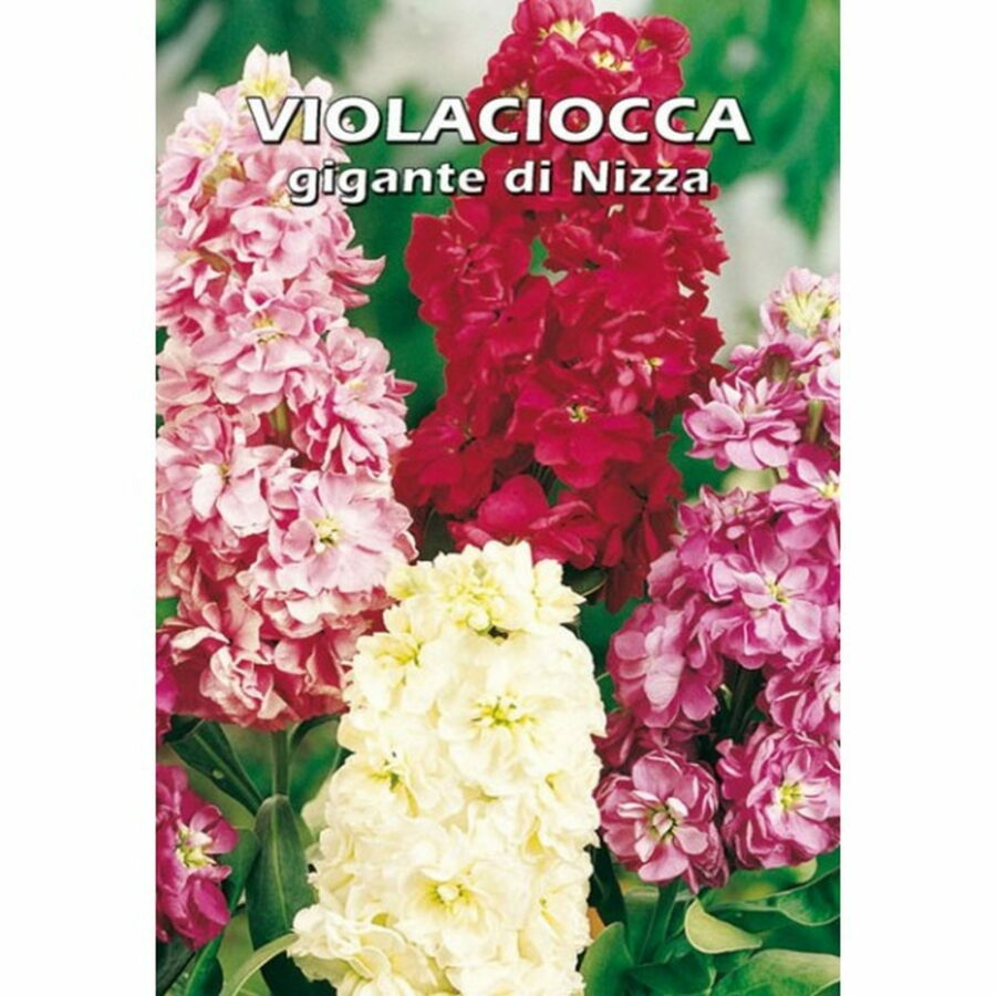 Violacciocca gigante di Nizza in miscuglio (Semente)