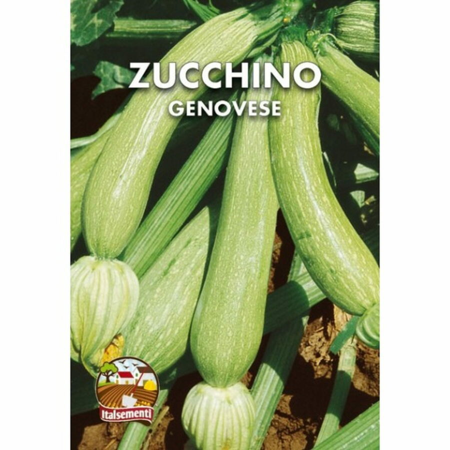 Zucchino genovese (Semente)