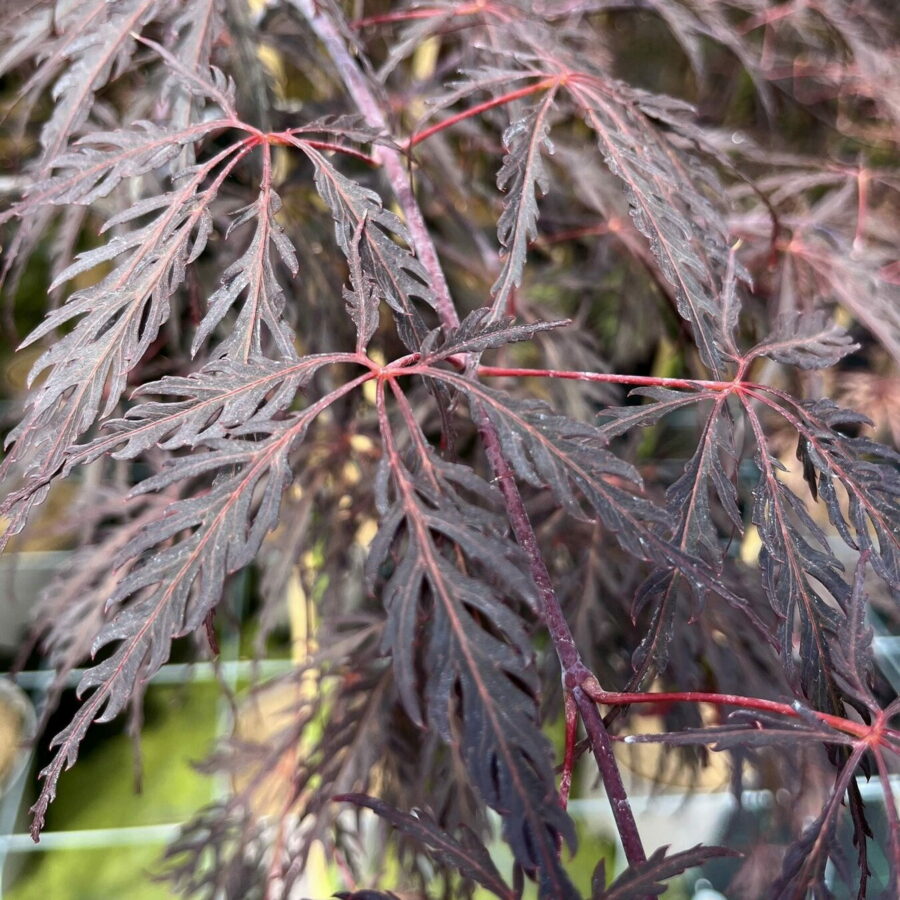 Acer palmatum "Dissectum Inaba-shidare"