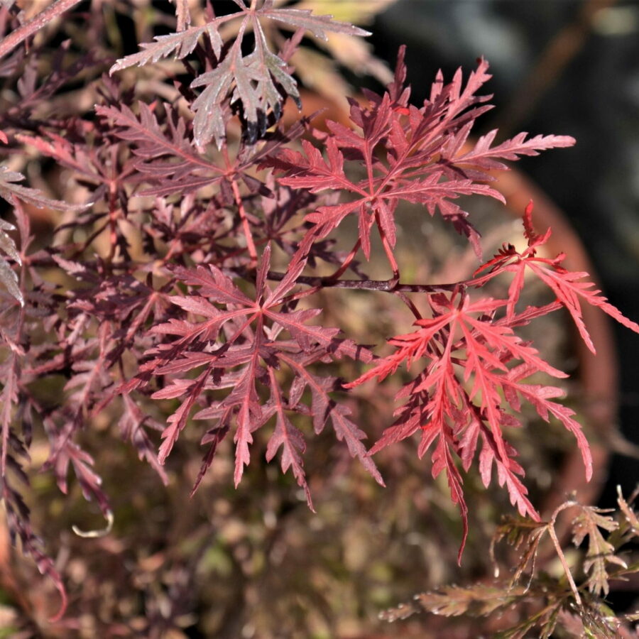 Acer palmatum "Dissectum Stella Rossa"