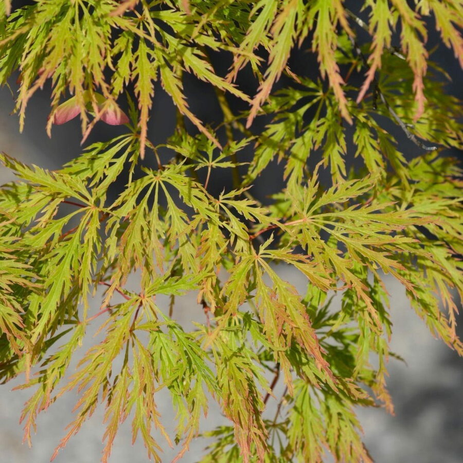 Acer palmatum "Dissectum Viridis"