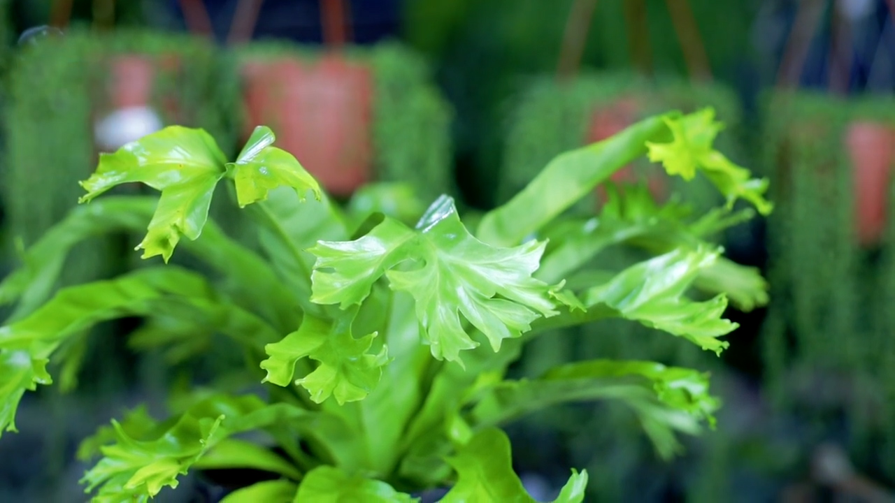 Foglie verdi dalla forma particolare di una pianta di Asplenium