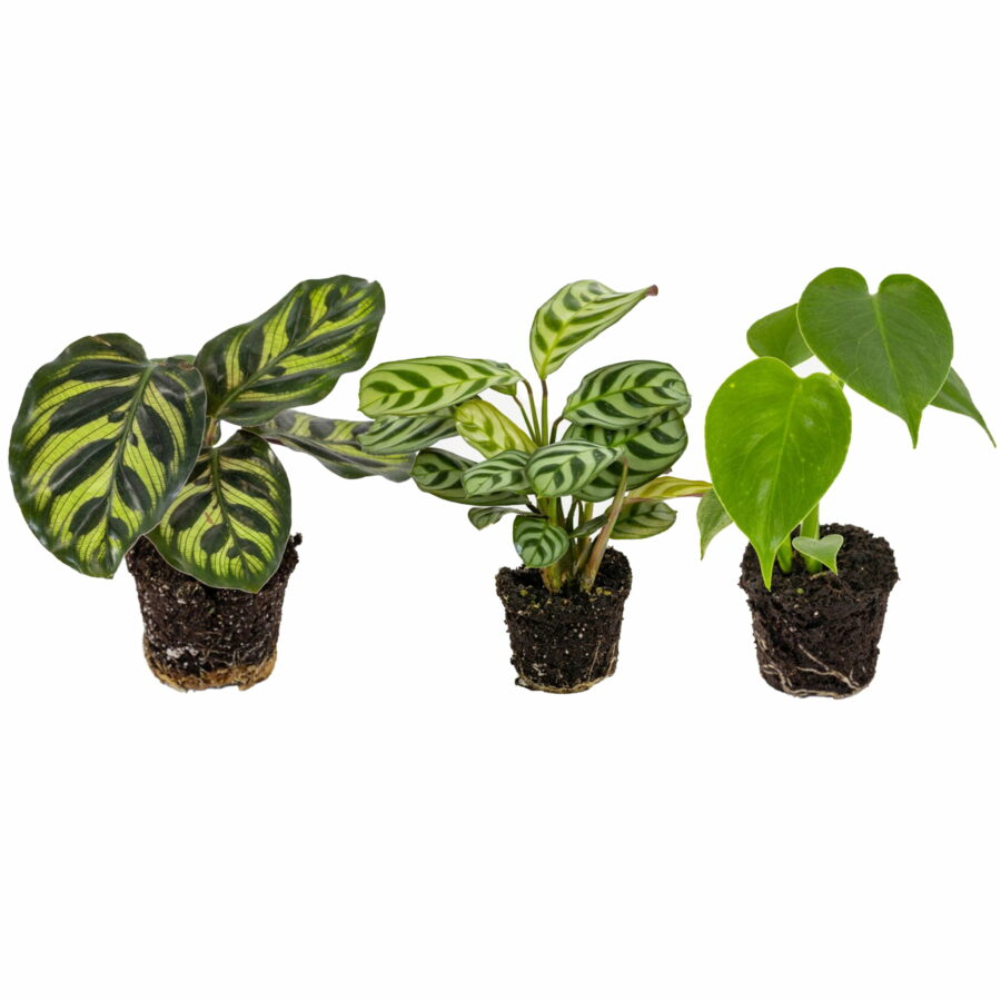 Baby Plant in variet