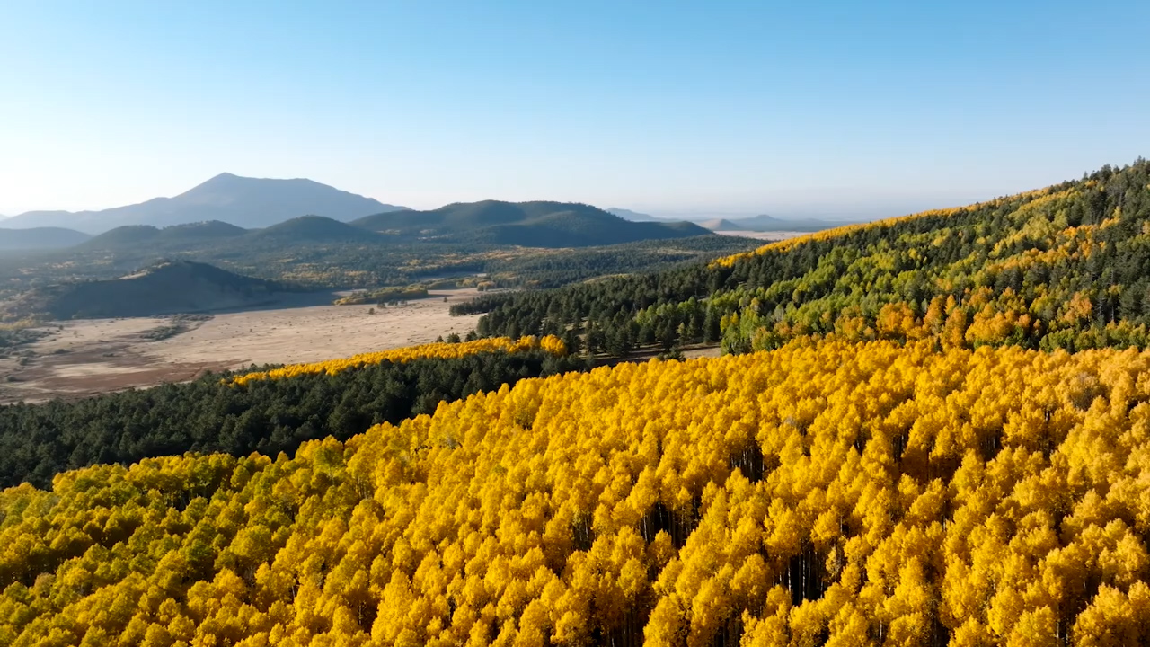 Visuale dall'alto dell'altopiano del Colorado, nella Fishlake National Forest dello Utah, a circa 600 m dalle sponde del lago Fish Lake, sorge Pando con il suo fogliame giallo autunnale