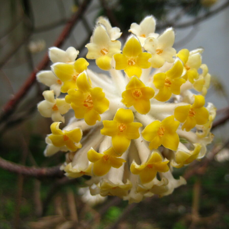 Edgeworthia chrysantha "Grandiflora"