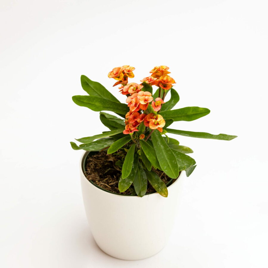 Euphorbia milii "Orange"