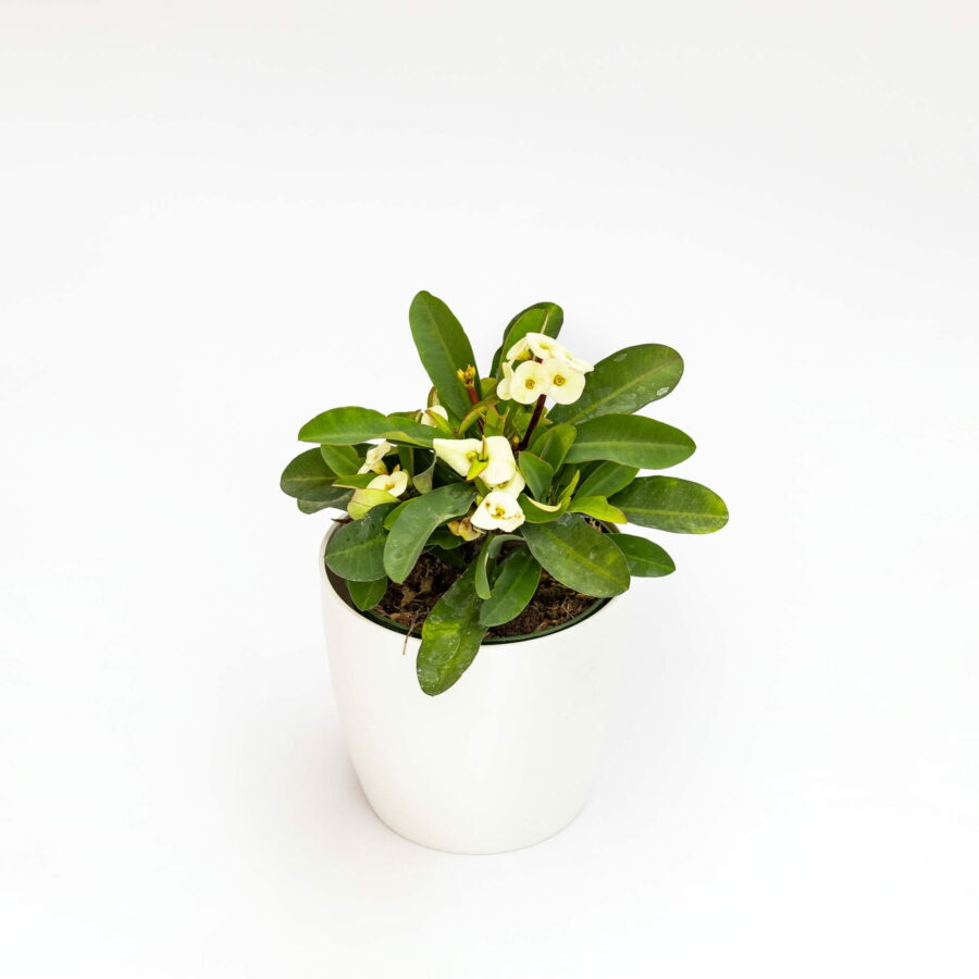 Euphorbia milii "White"