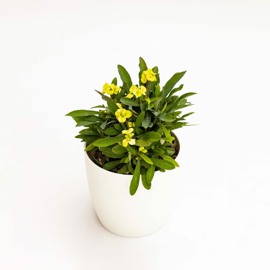 Euphorbia milii "Yellow"