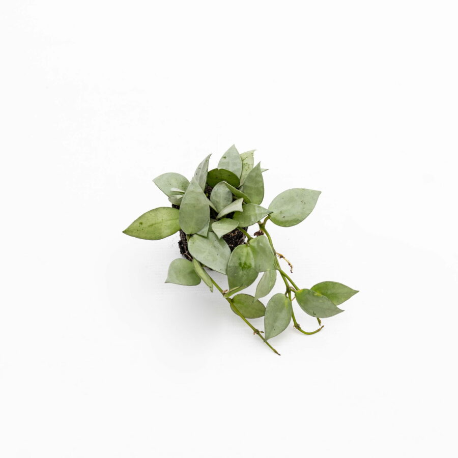 Hoya krohniana "Eskimo" Baby Plant