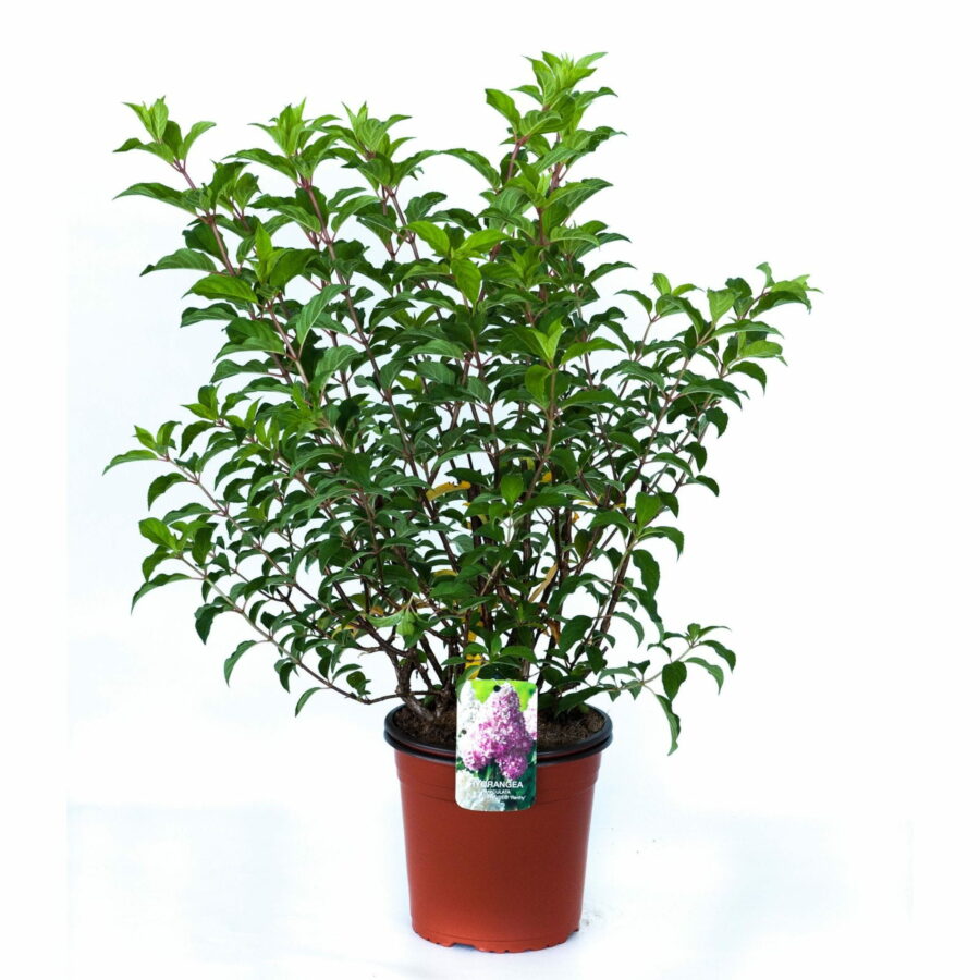 Hydrangea paniculata "Vanille Fraise"