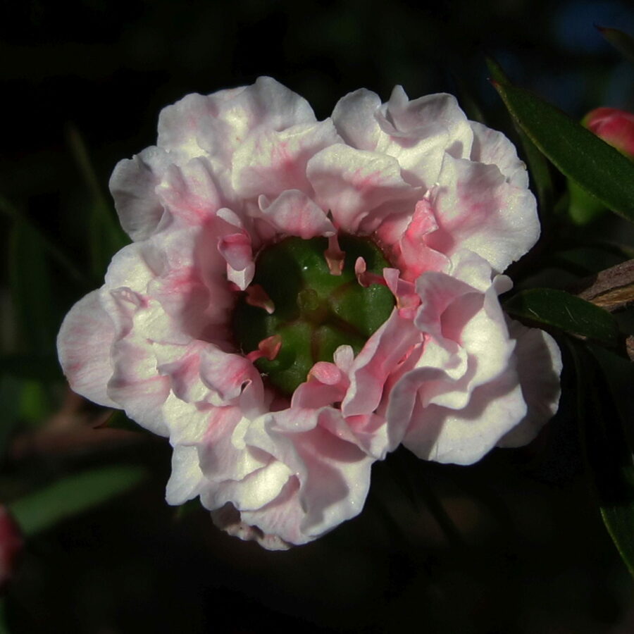 Leptospermum scoparium "Pink Cascade"